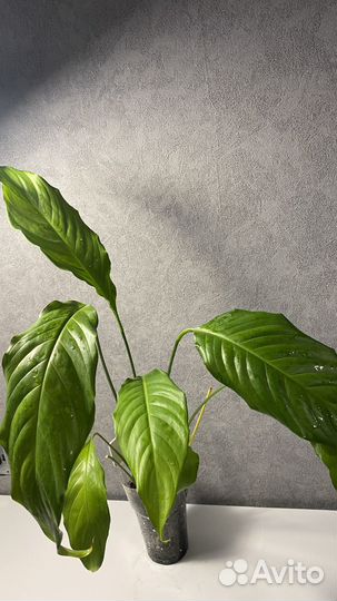 Спатифиллум