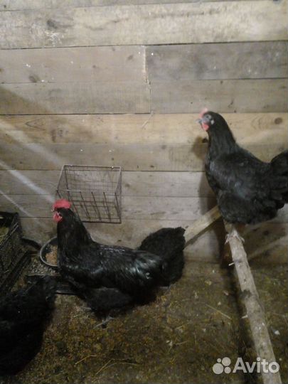 Куры несушки
