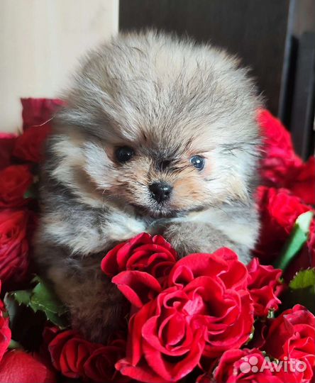 Щенки померанского шпица медвежьего типа мини