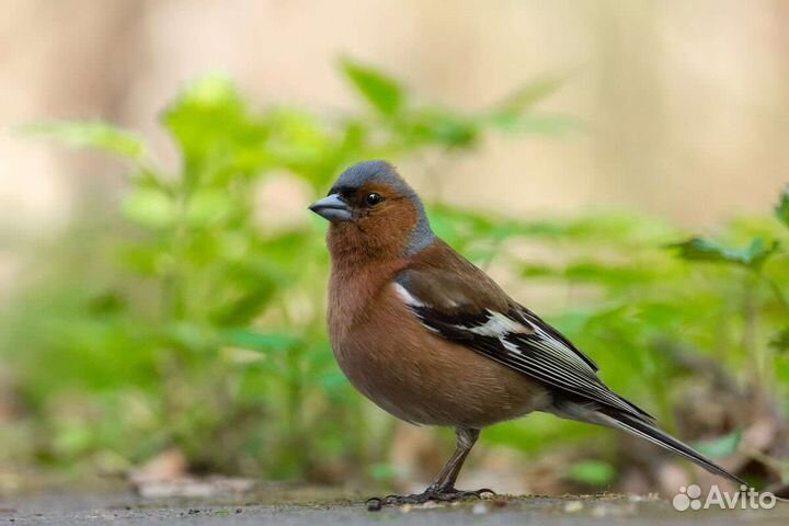 Щегол, Репел, Чиж, Дубанос, Зеленушка, Зяблик
