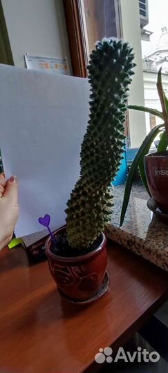 Излишки комнатных растений Фиалка хойя кактус