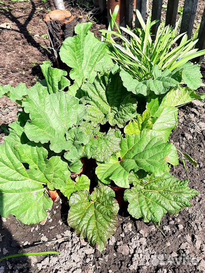Ревень растение