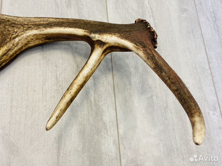 Рога оленя и лося необработанные