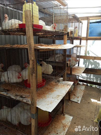 Продам клетки для бролеров
