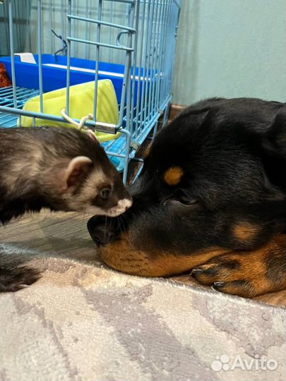 Кинолог, воспитание собак, дрессировка