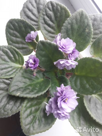 Продам Фиалки