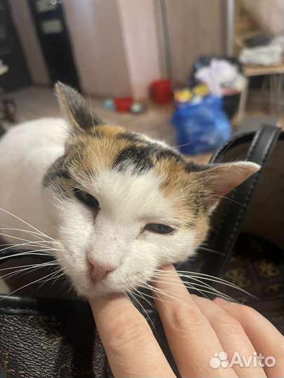 Луша в добрые руки