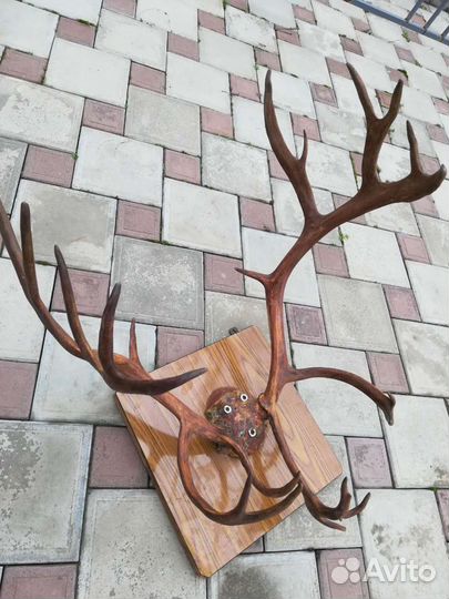 Рога оленя