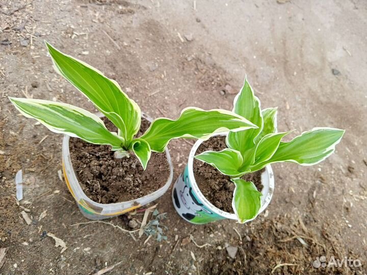 Флокс Лилейник Хризантема Лилия Хоста Гайлардия