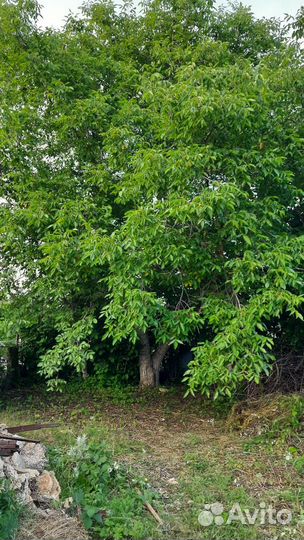 Ореховое дерево