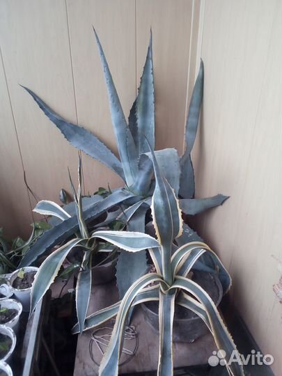 Агава голубая и пестролистная