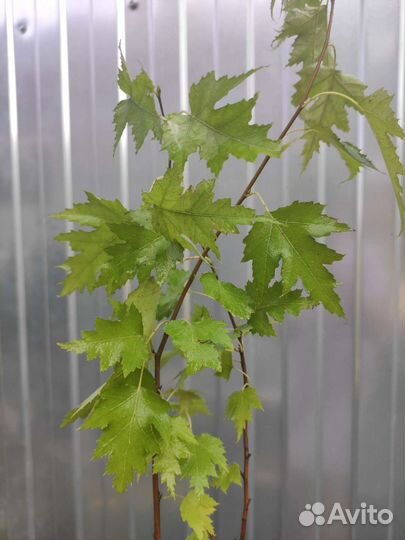 Берёза Royal frost и Betula Pendula Purpurea