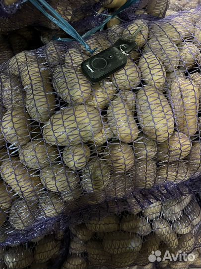 Семенной картофель