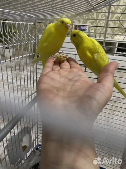 Птенцы волнистого попугайчика 56 дней