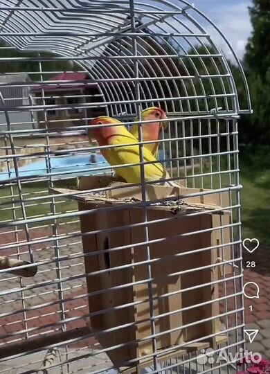 Попугай неразлучник с клеткой