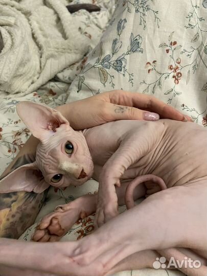 Присмотрю за кошкой