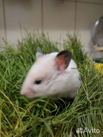 Сирийский хомяк