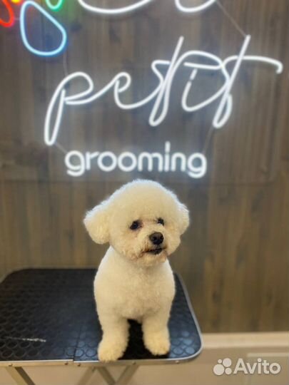 Профессиональная стрижка собак и кошек