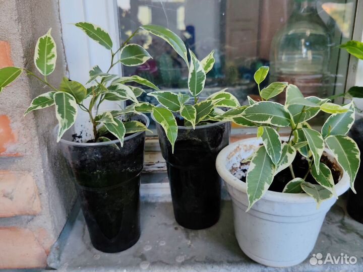 Фикус бенджамина