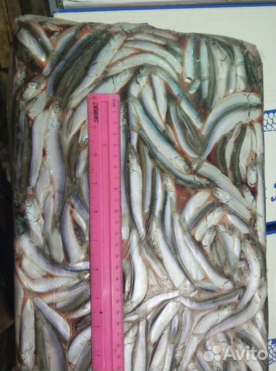 Хамса-Анчоус