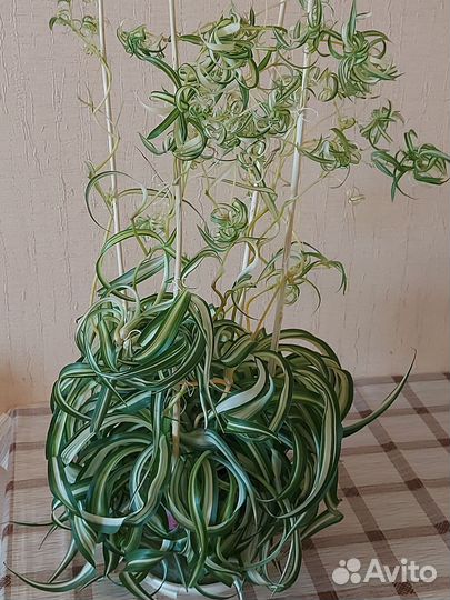 Хлорофитум кудрявый бонни