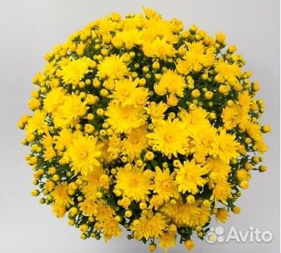 Хризантема Мультифлора, Корейская