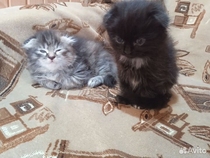 Котята вислоухие