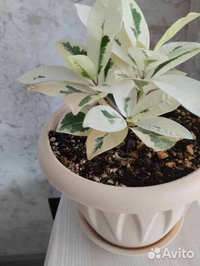 Фикус Альбомаргината