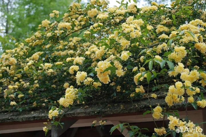 Саженцы розы Бэнкса