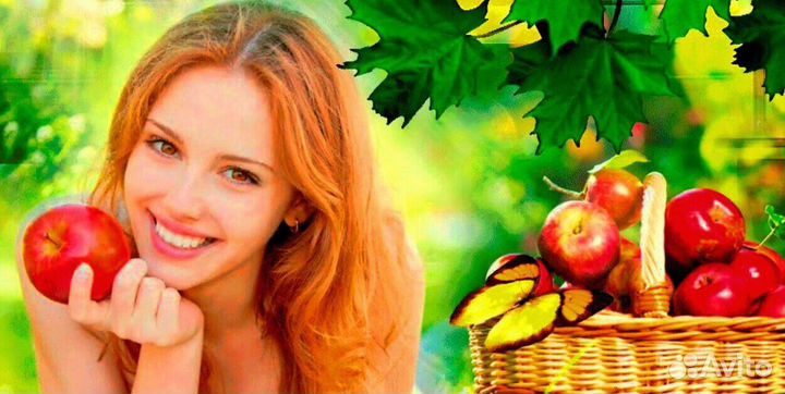 Сборка яблок. Вахта