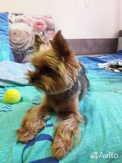 Передержка собак в домашних условиях