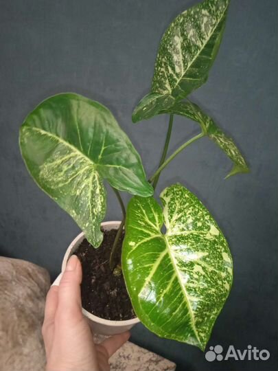 Комнатные цветы