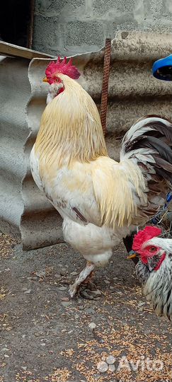 Петух брамо