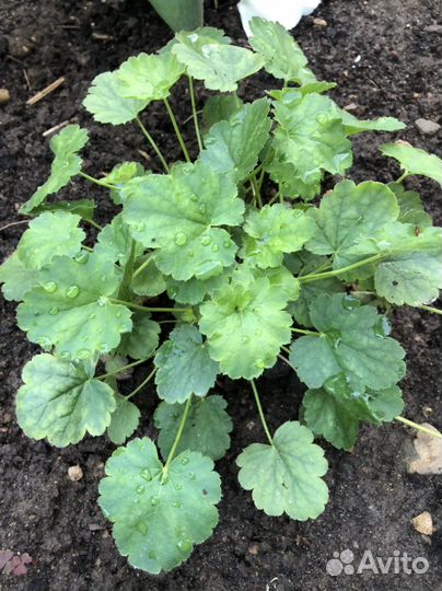 Многолетники садовые