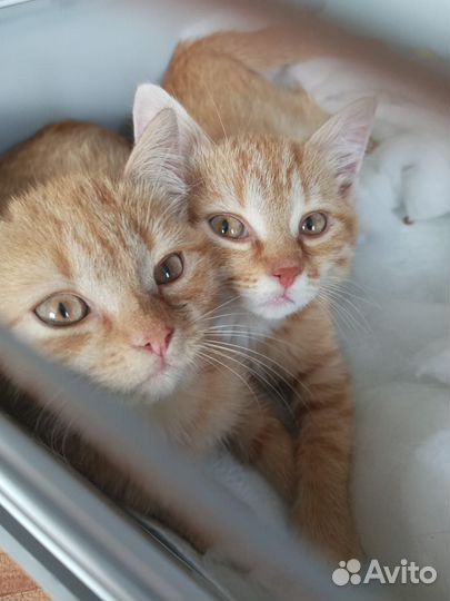 Рыжие котята мальчики