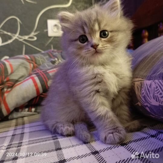 Котята от Шотланки цинамон