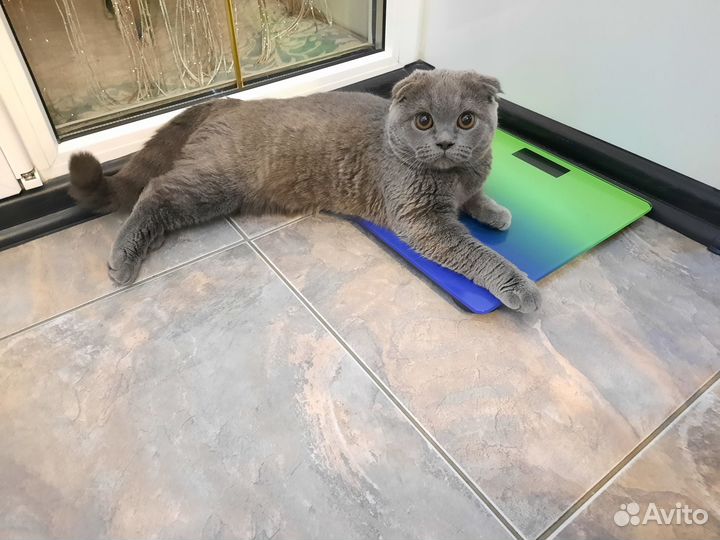 Отдам кошечку в добрые руки