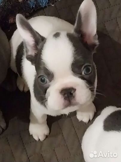 Французский бульдог щенки лиловый