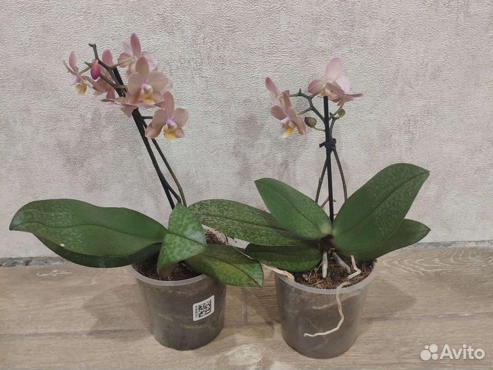 Орхидея Фаленопсис Парфюмерная фабрика