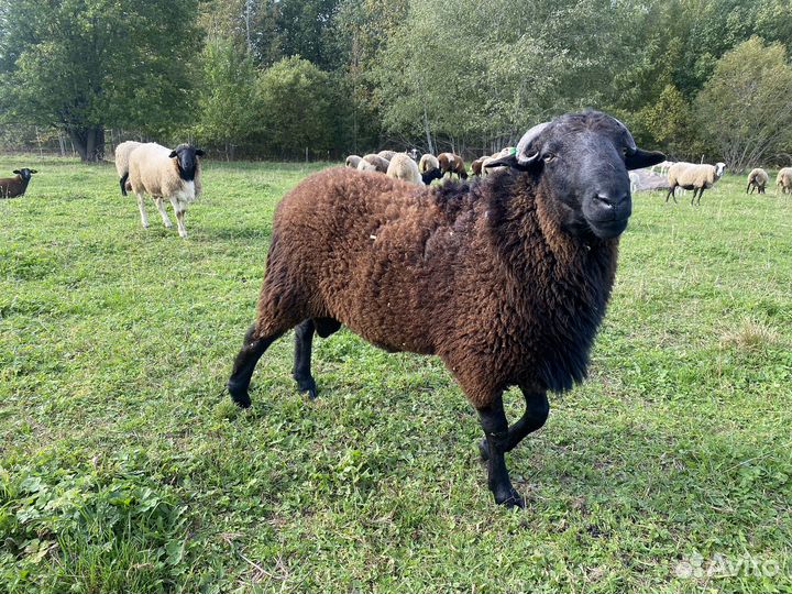 Баран Яша на племя