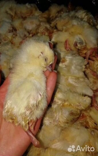 Суточные цыплята (заморозка)