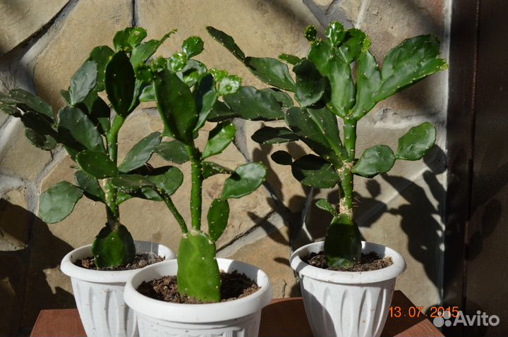 Чудо-кактус