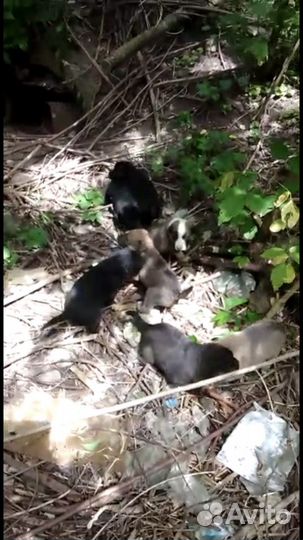 Отдам щенка