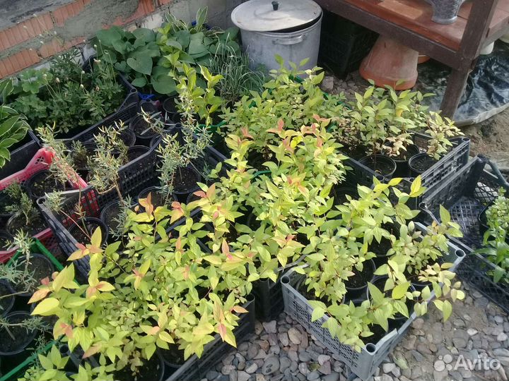 Садовые растения