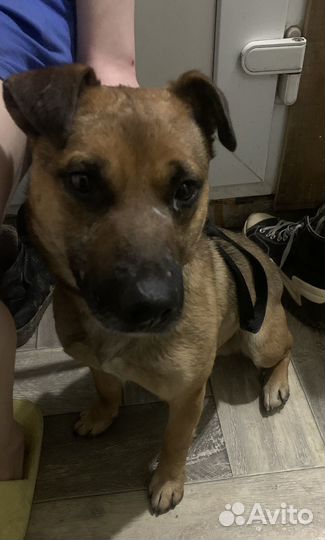 Отдам щенка в добрые руки