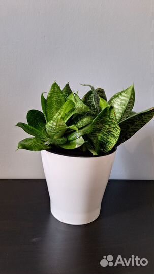 Сансевиерия