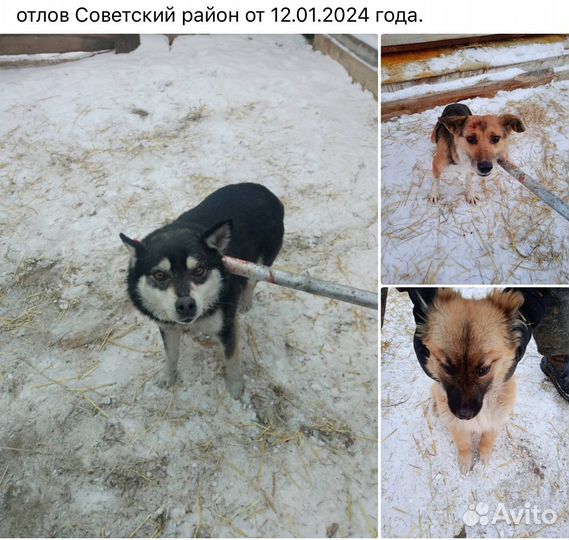 Найдена собака