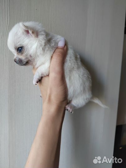 Чихуахуа микро девочка и мини мальчик