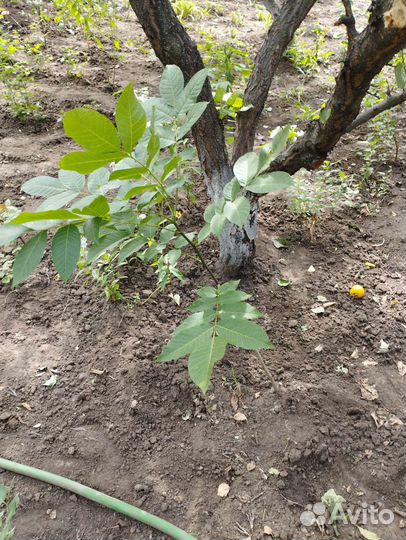 Саженцы Ореха грецкого. Смородина чëрная
