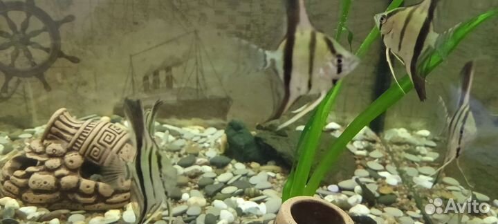 Скалярии и анциструсы